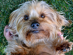 free psychic reading free physic reading pet psychic free psychic reading pet psychic free physic reading