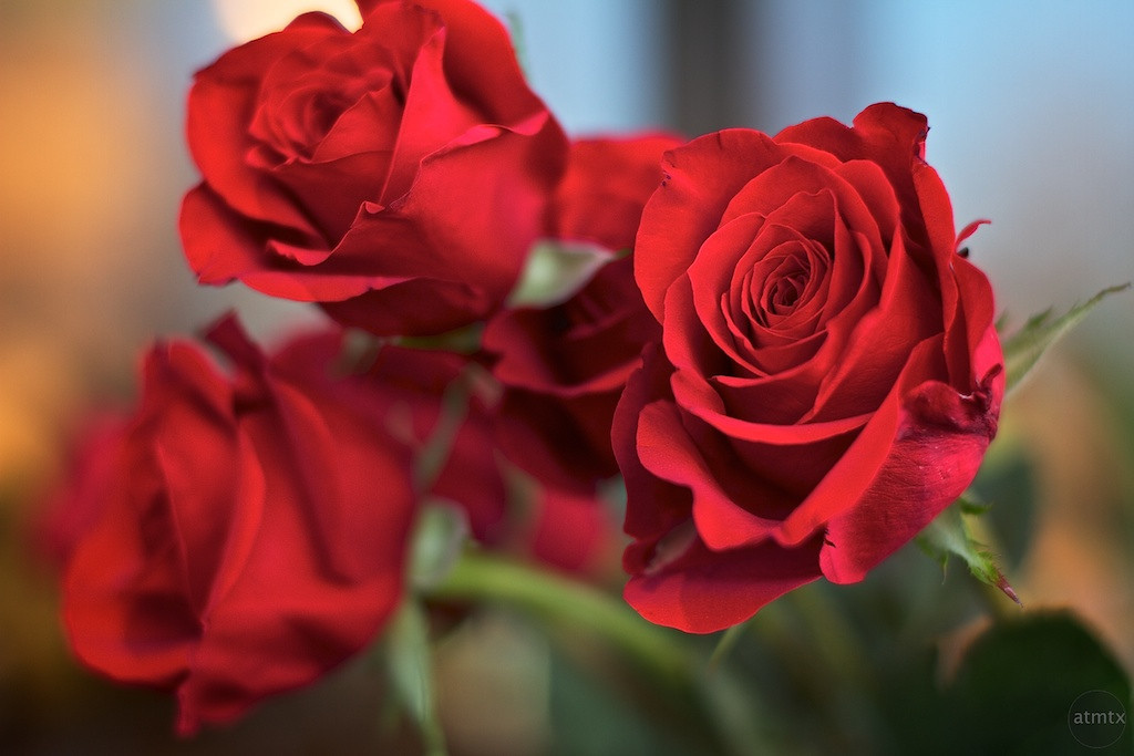 Online Psychic Advice – Valentine’s Day Gift Ideas